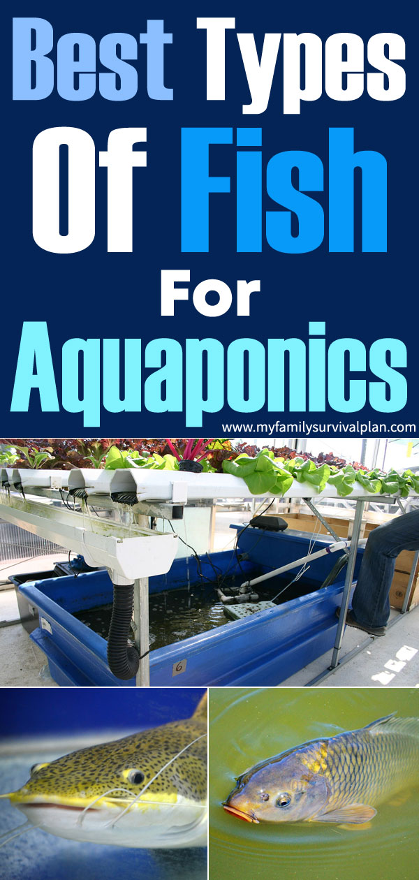 how to build a simple aquaponics system using an ibc