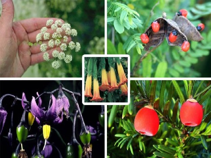 21 Plants You Should Never Eat Or Touch