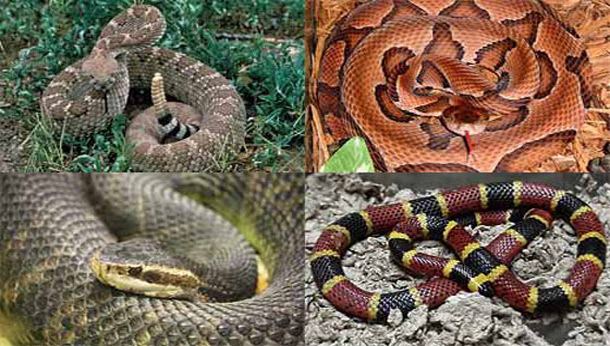 4 Deadly Poisonous (Venomous) Snakes in America