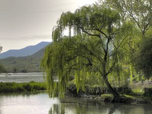 tree on lake