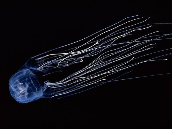 Box jellyfish a.k.a. the Sea Wasp