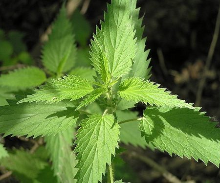 Common nettle or stinging nettle (Urtica dioica)