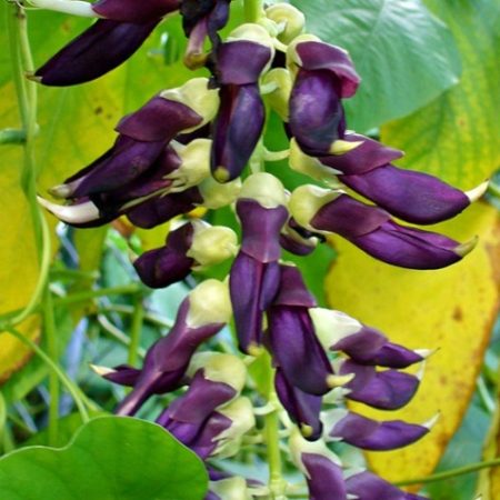 Cowhage or devil beans (Mucuna pruriens)