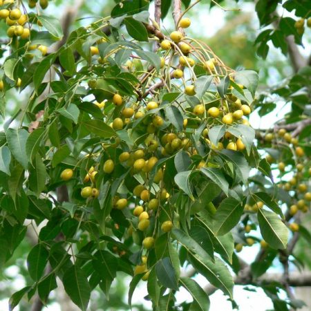 The white cedar or chinaberry (Melia azedarach)