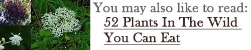 52 plants you can eat