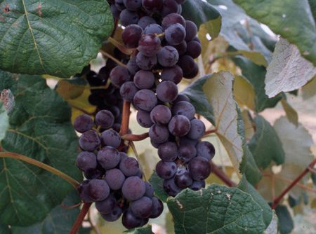 Grape (Vitis spp.)