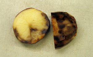Potato covered in blight