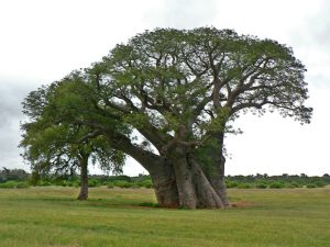 The baobab (Adansonia digitata)