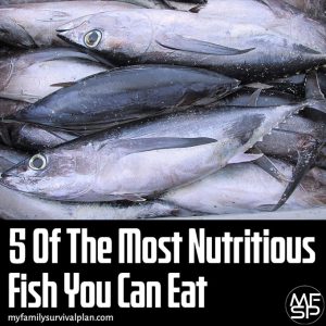 My Family Survival Plan 5 Most Nutritious Fish Found In The U.S.